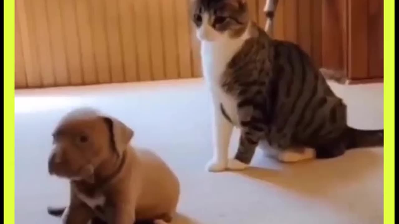 Funny moments dog n cat