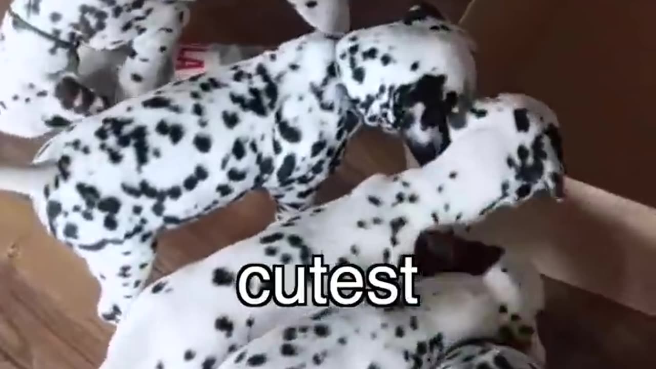 I Bought The World's Rarest Puppy!