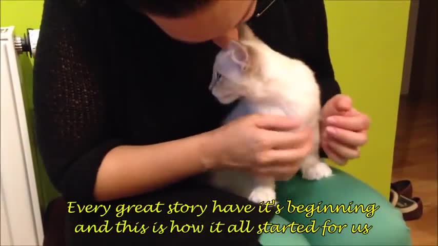 Kitten arrives at new home, meets resident cat