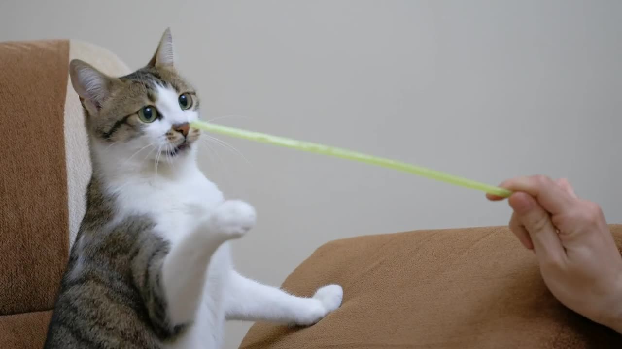 Pet owner playing with a cute cat