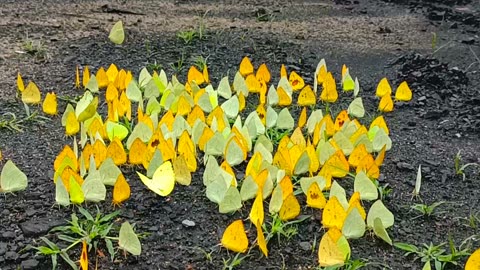 BUTTERFLY NATURE VIDEO CLIP OUTDOORS VIDEO