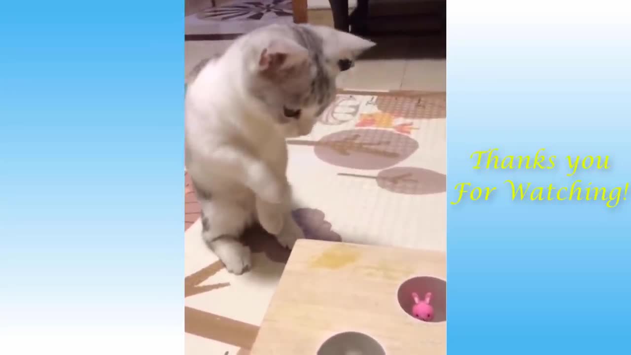 Funny and Cute Cat's Life 4