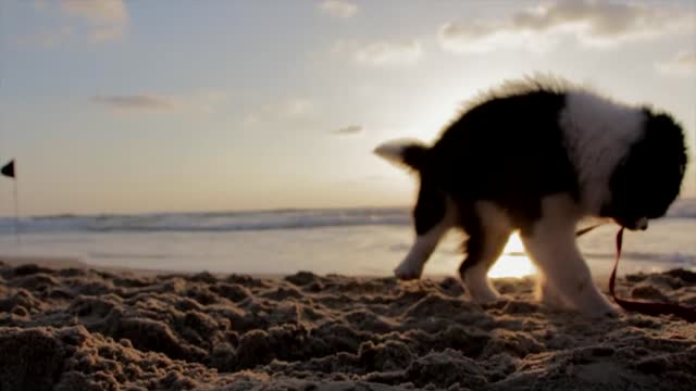 a brown white dog playing on beach