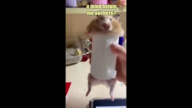 Hamster needs help