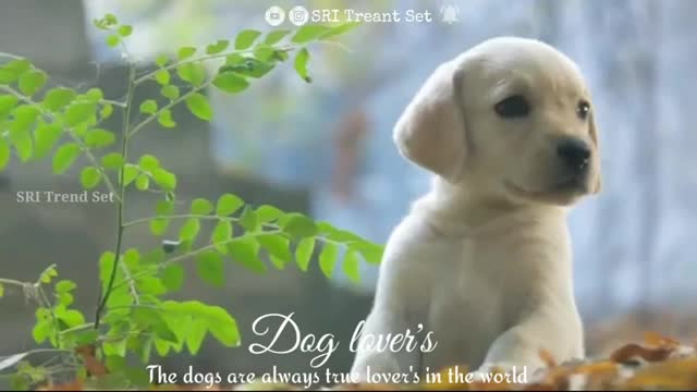 Dog lovers theri love BGM WhatsApp status