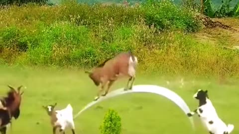 Funny Goats