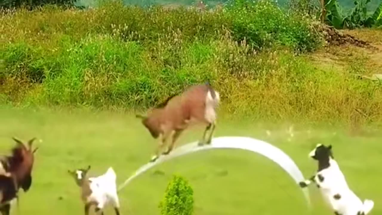 Funny Goats