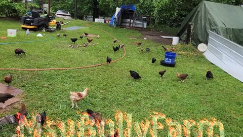 1000s of Rare Chickens & Other Weird Birds Released EveryDay