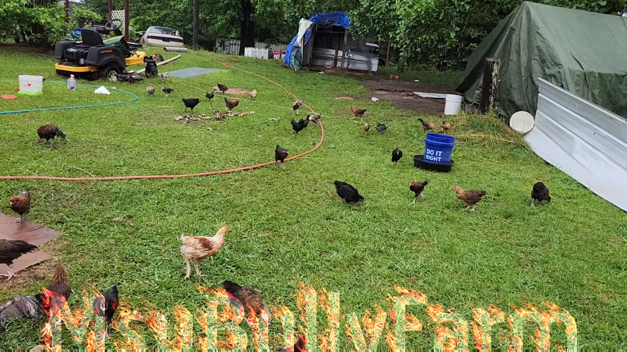 1000s of Rare Chickens & Other Weird Birds Released EveryDay