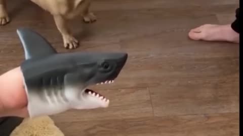 Funny Animals 🤣😂😂 dogs and cat video