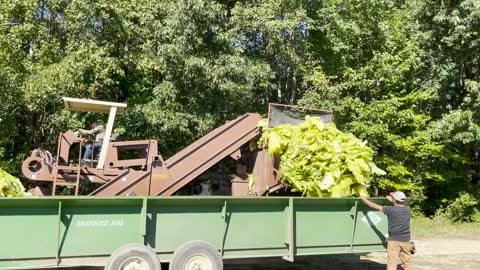 It's harvest season for Tobacco, Cotton and Peanuts in Northampton and Halifax Counties!
