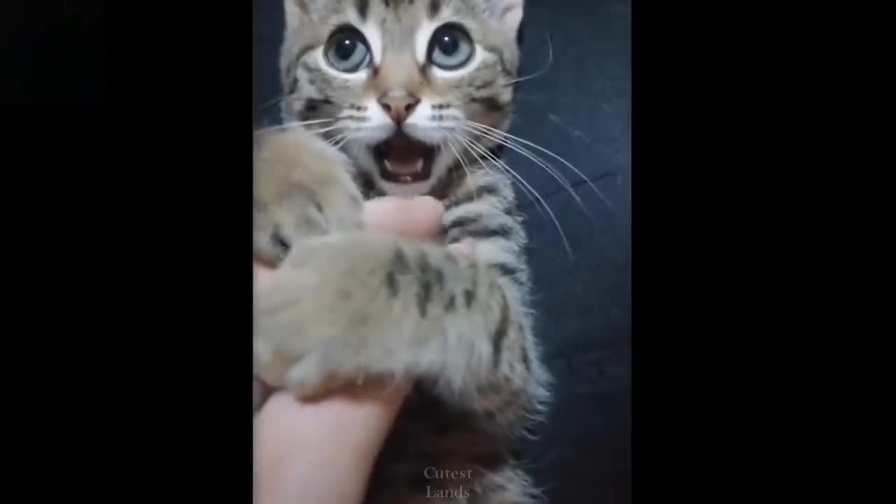 Cute anda funny pets/try to lamgh tô these pets complication #7 cutest lands