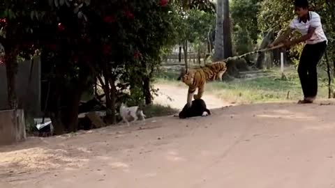 prank dog funny fake lion and fake tiger prank