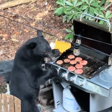 When black bears crash your BBQ party 😂