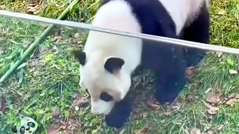 The lovely giant panda come and have a look