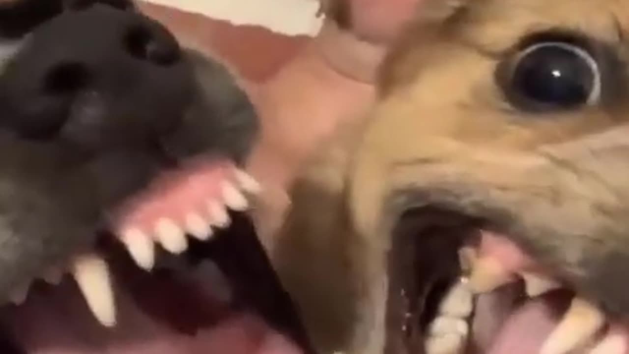Best Funny Animal Videos