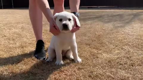 Schroeder the Lab Puppy Takes His Temperament Test!