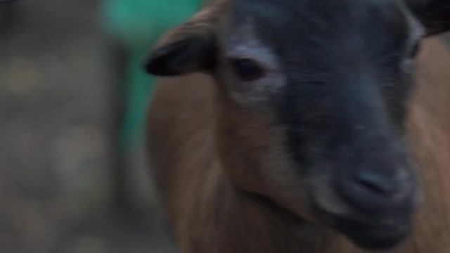 We feed the goats in the zoo.
