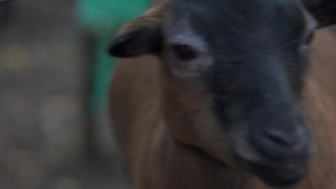 We feed the goats in the zoo.