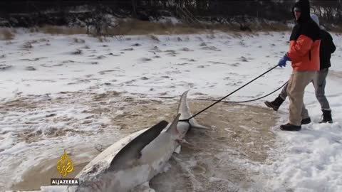 Frozen sharks wash up on US beaches