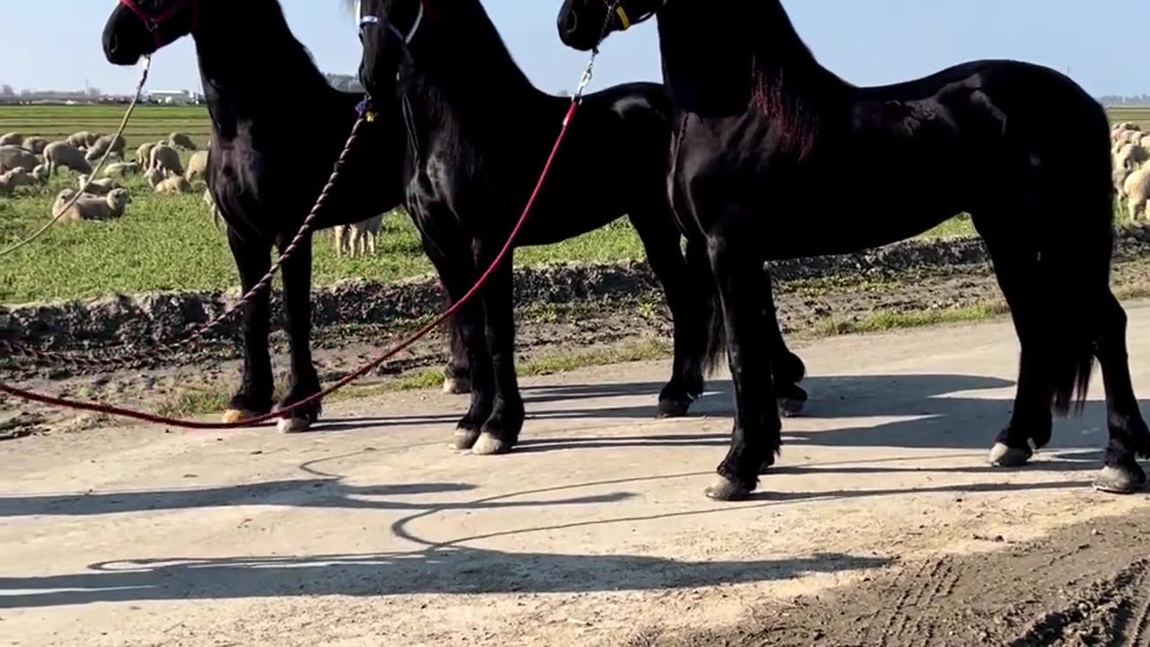 Friesian Horses Ready To Go