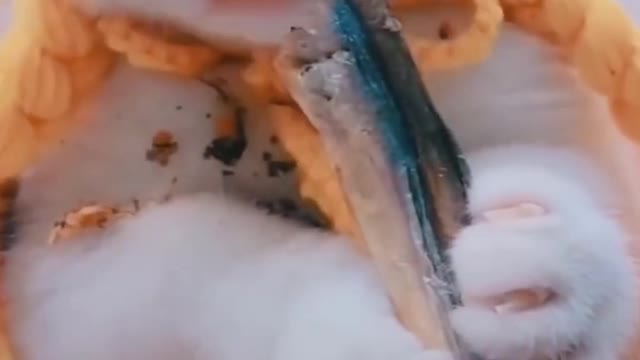 Fish Eating Cat #Funny #Video