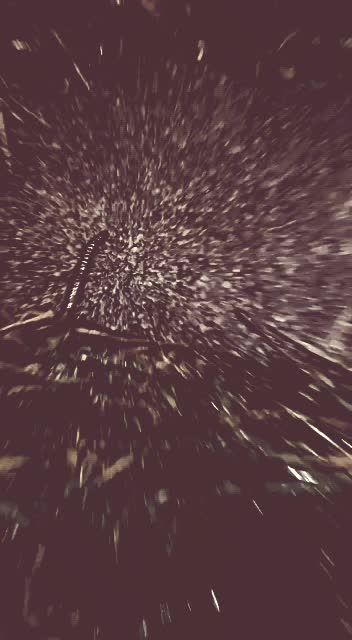 Lumbricus Terrestris