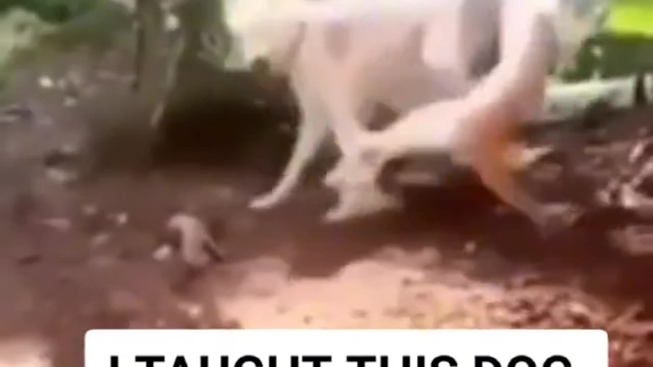 DOG GIVE CAT A KARRAT