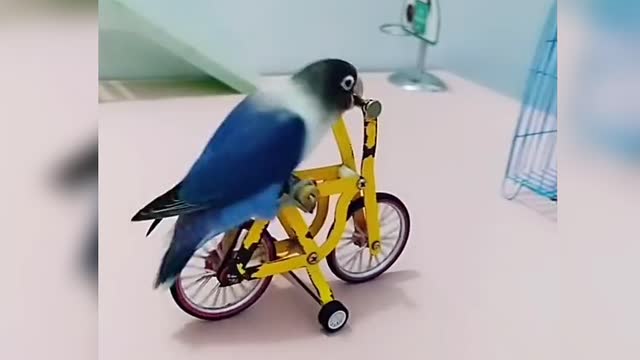 Funny parrots videos compilation 2022| cute moments of the parrots | #parrots_talking #funny_parrots