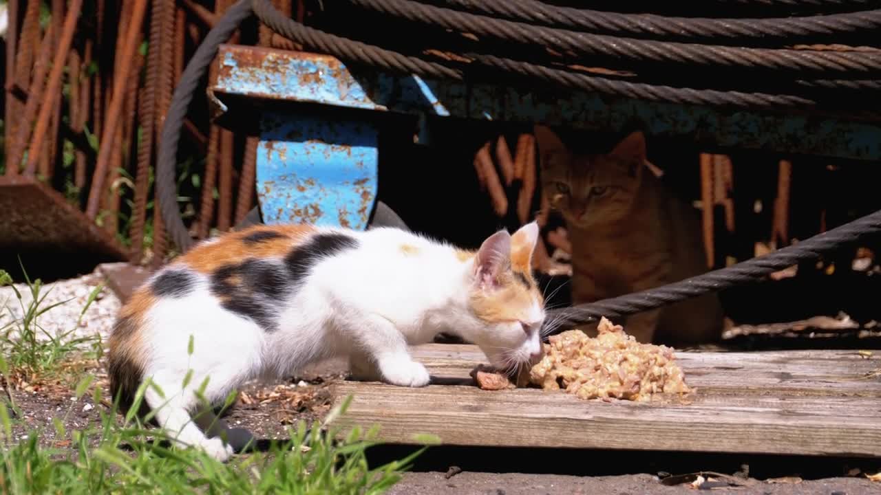 Homeless little kitten eating