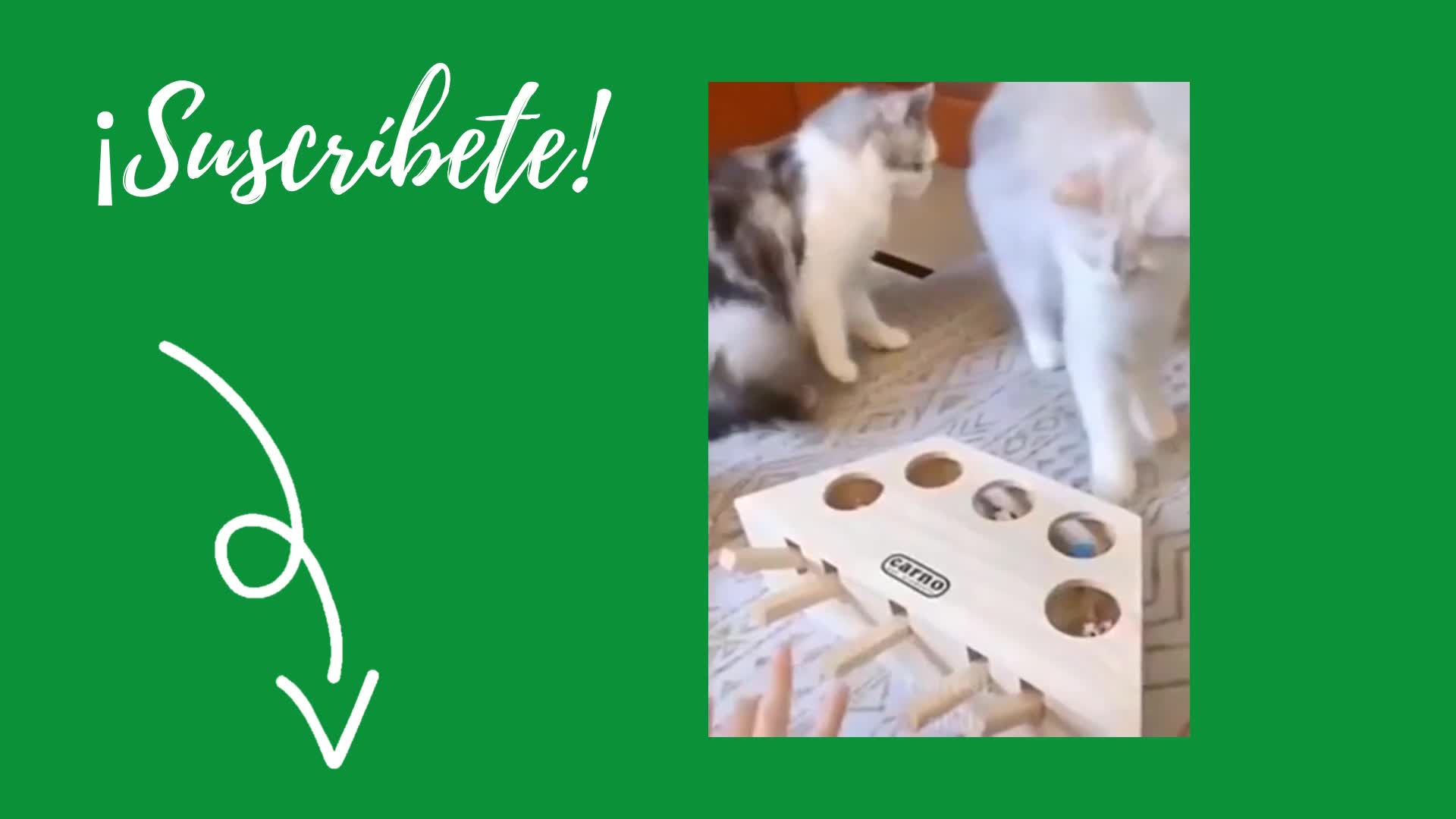 Cat Rumble FUNNY CAT