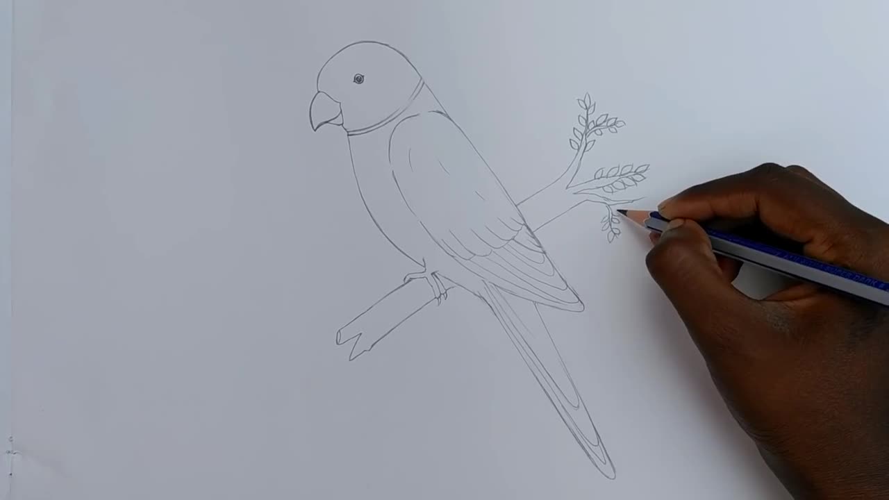 how to draw parrot easy step by step--Gali Gali Art --p7