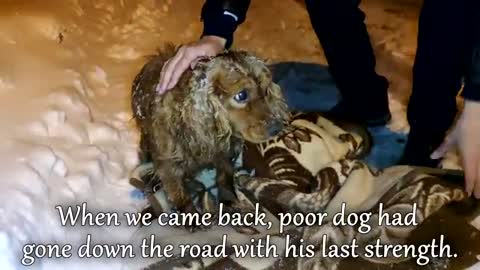 Stray Dog Was Freezing To Death And We Couldn't Leave Him