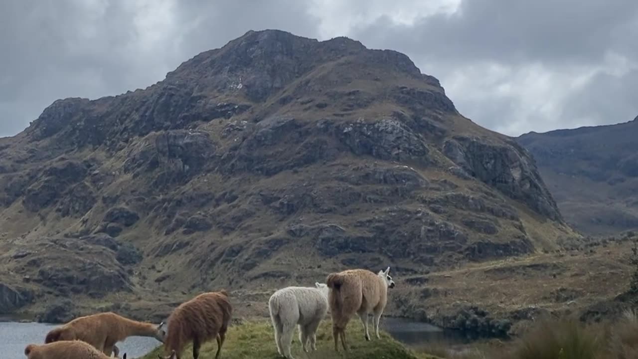 Rare And Unique Animals Video