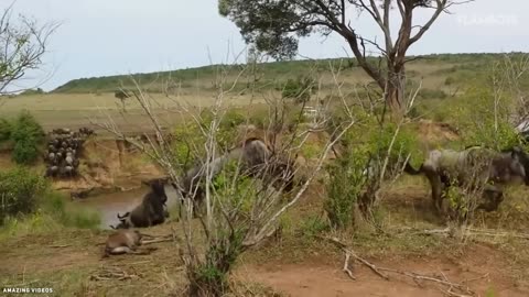 15 most incredible Lion attack caught on camera