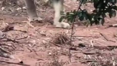 Huge male lion roars