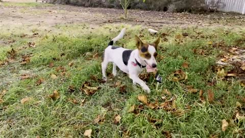 Lexie the driving dog is a jack russell who thinks she’s an Aussie sheepdog