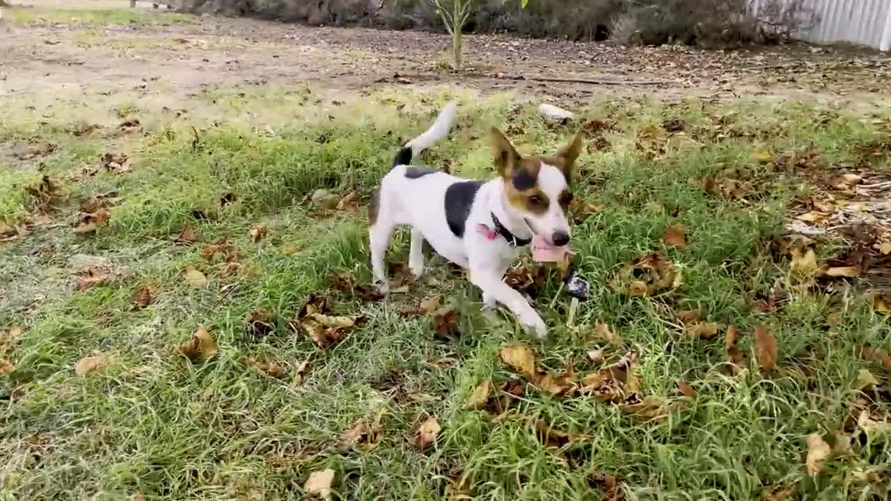 Lexie the driving dog is a jack russell who thinks she’s an Aussie sheepdog