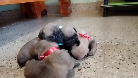 Pug puppies @ Bangalore