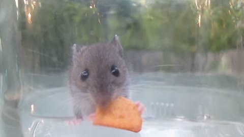 Adorable mouse eating cracker