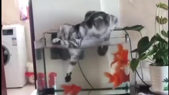 Funny animals