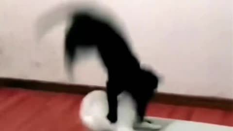 Funny cats video