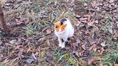 A quiet and innocent street cat