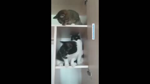 funny cat