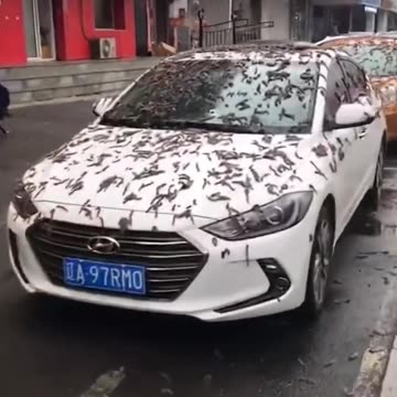 'Rain of worms' floods Beijing