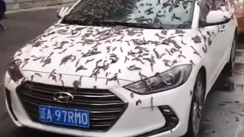 'Rain of worms' floods Beijing