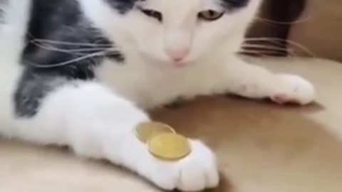 Watch until the end 🥰 🥰cat