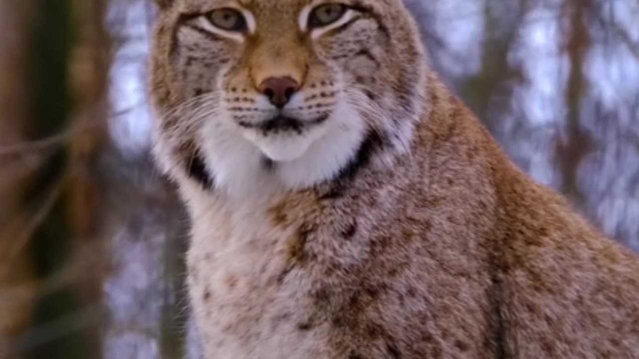 Lynx | Рысь | Predator | Хищник | jungle dweller #shortvideo #lynx #wolverine #ape #shorts #ютуб