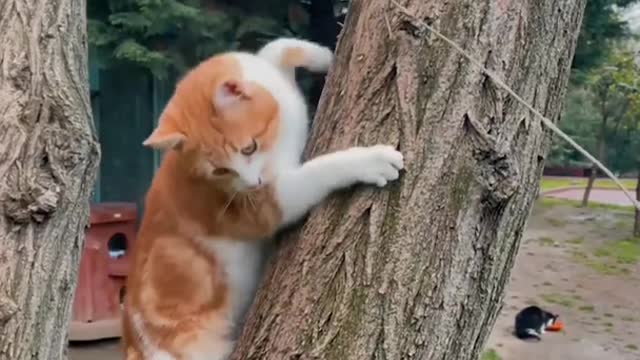 Best Cute cats and dogs