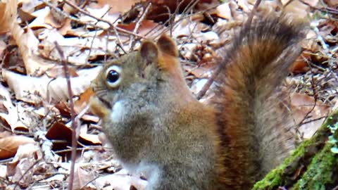 Red Squirrel